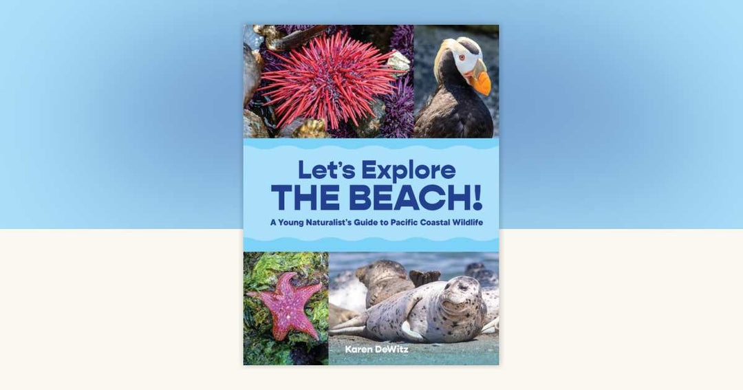 Let's Explore the Beach!