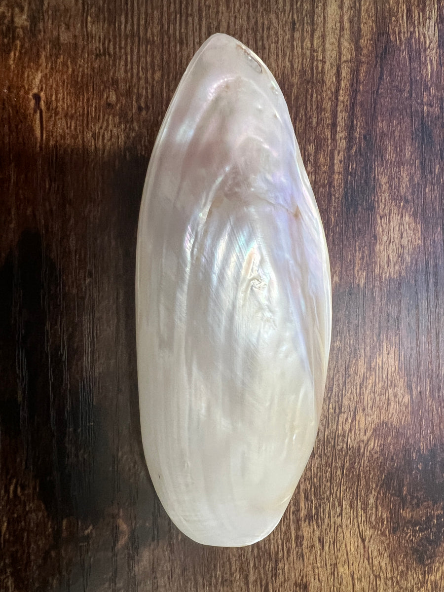 oyster shell small