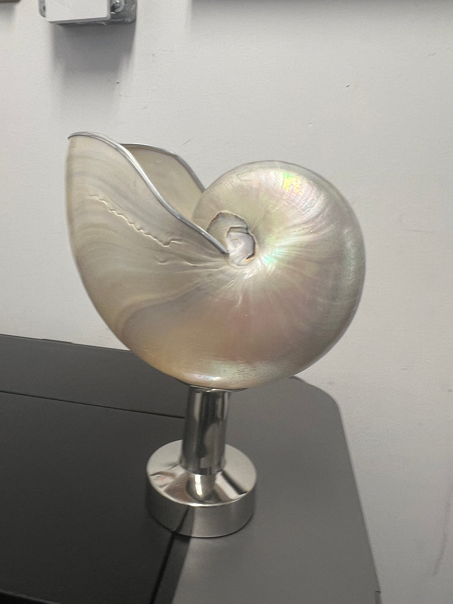 Nautilus Shell on Stainless Steel Stand