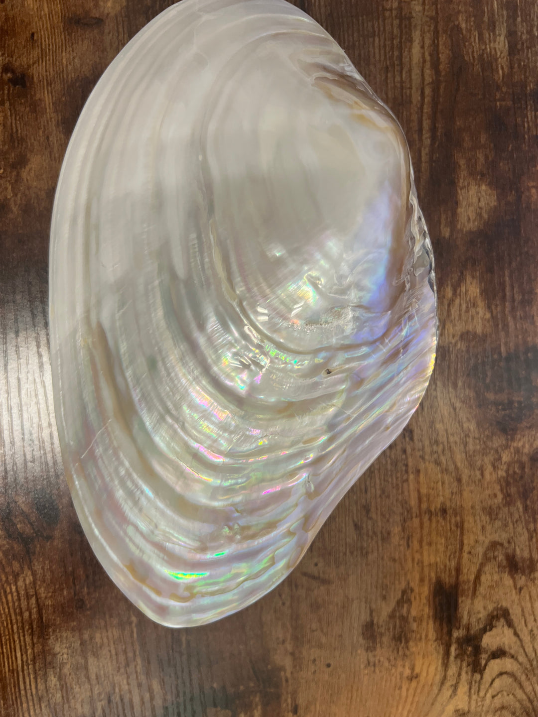 large oyster shell closed