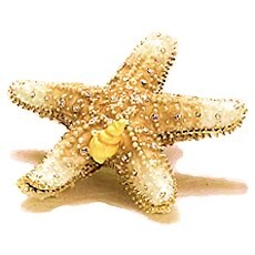 Starfish Box Enamel