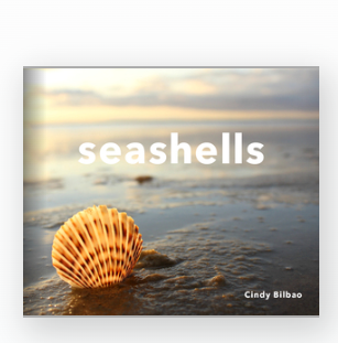 seashells book