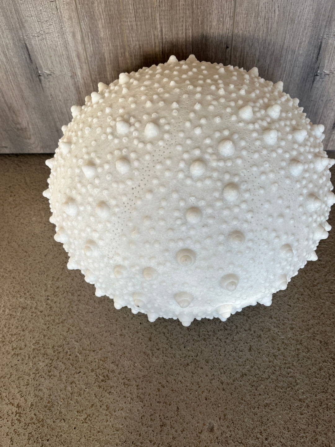 Sea Urchin Plug In Lamp