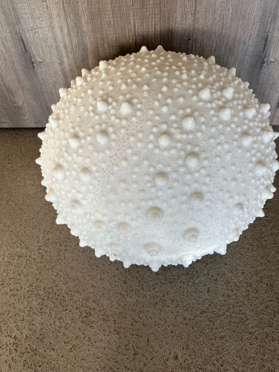 Sea Urchin Plug In Lamp