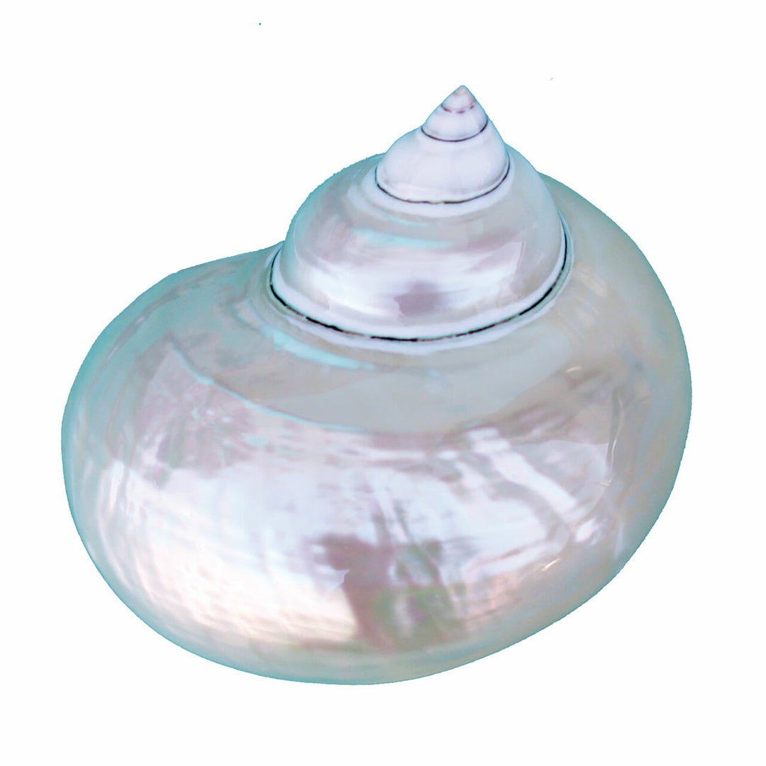 Pearl Turbo Shell